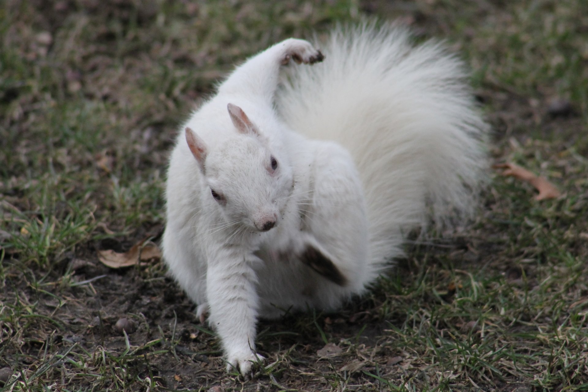 Download White Animal Squirrel 4k Ultra HD Wallpaper