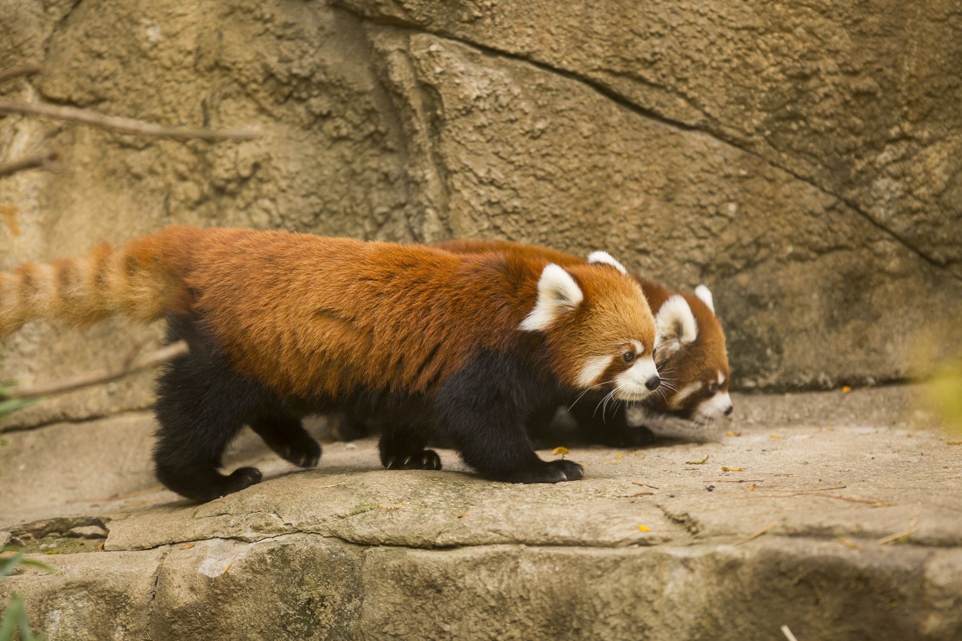 Download Zoo Chicago Animal Red Panda 4k Ultra HD Wallpaper