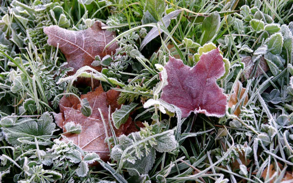  frosted leaves