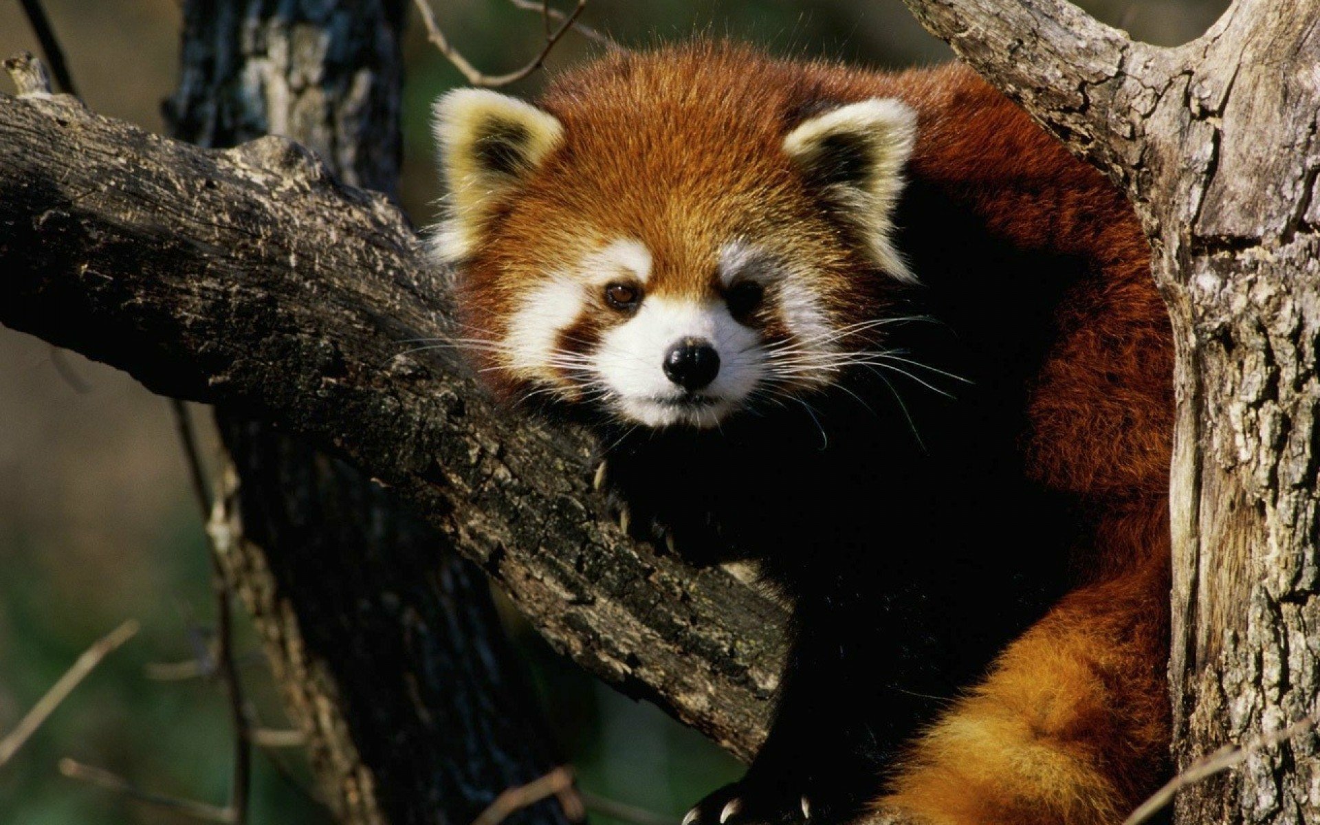 Red Panda HD Wallpaper