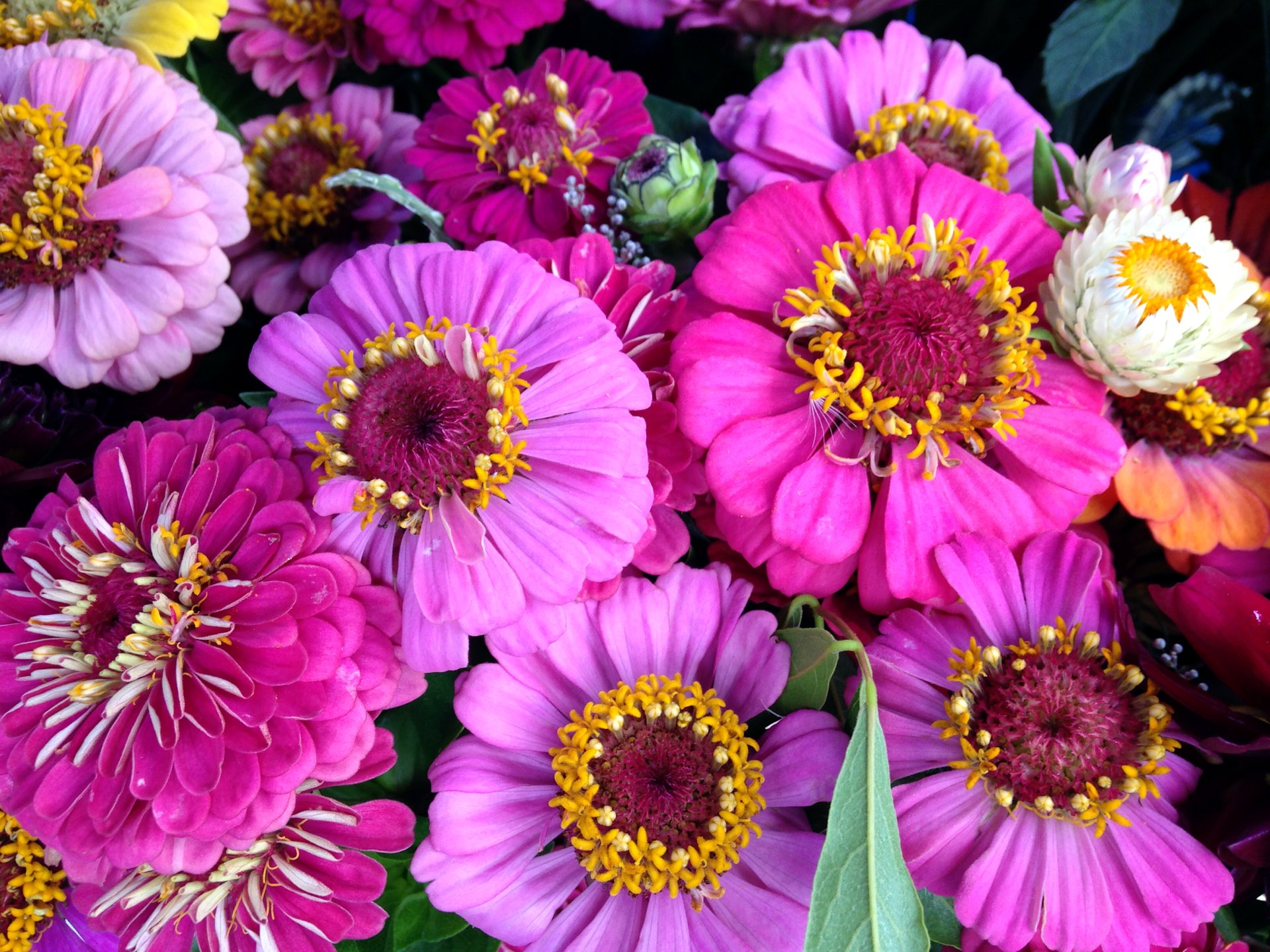 Download Purple Flower Pink Flower Nature Close-up Zinnia Daisy HD