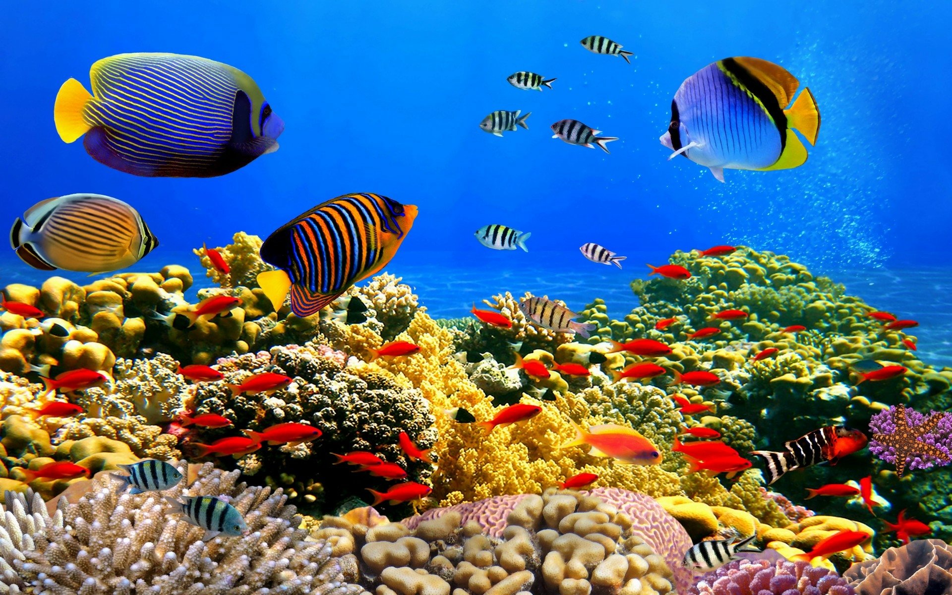 colorful coral reefs hd