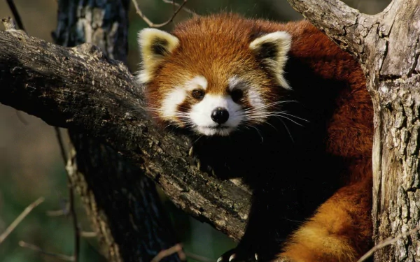 minor panda Animal red panda HD Desktop Wallpaper | Background Image