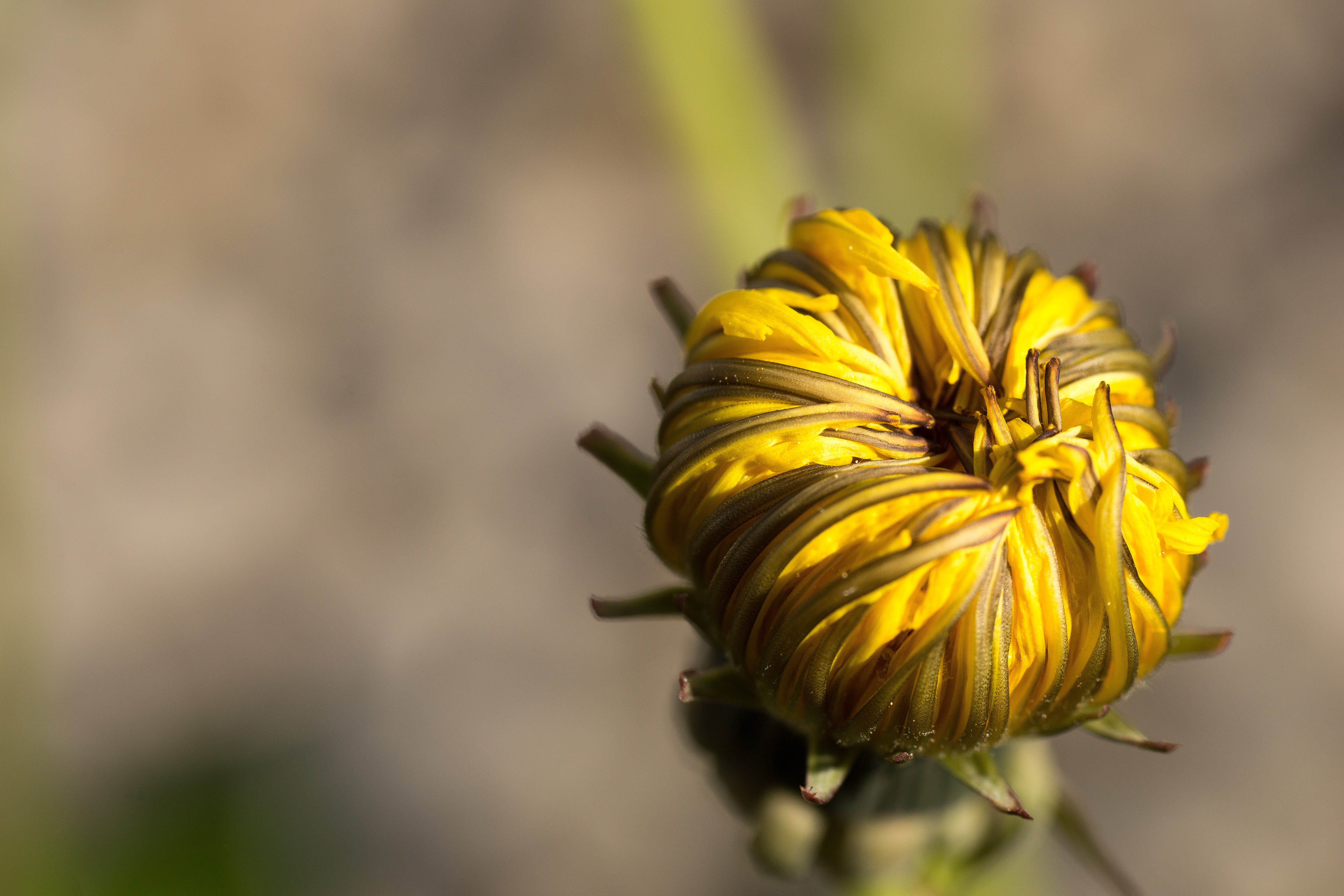 Nature Dandelion HD Wallpaper | Background Image
