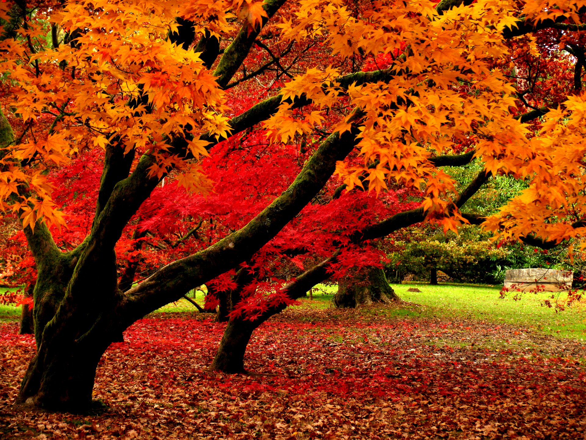 Download Nature Leaf Tree Fall Photography Park HD Wallpaper