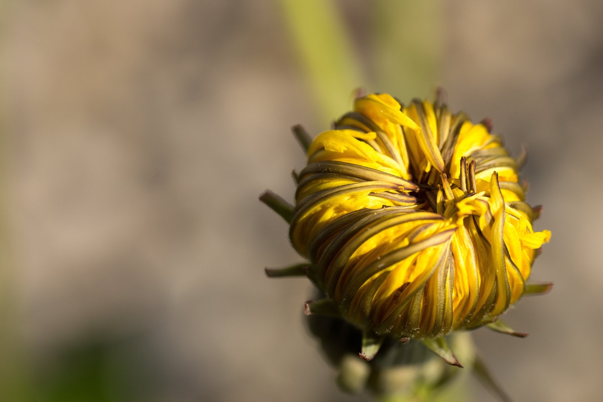 5K Ultra HD desktop wallpaper: close-up nature shot of a yellow dandelion flower bud beginning to unfurl, detailed petals and soft blurred background.