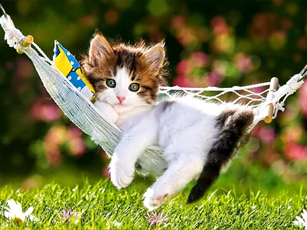 A cute kitten relaxes on a colorful hammock in a grassy area, making for an adorable HD wallpaper and background image.