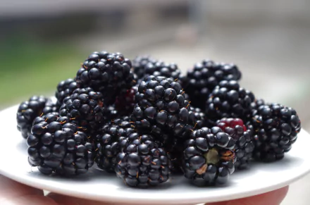Close-up of ripe blackberries on a plate, glossy berry fruit with textured drupelets — 4K Ultra HD PC desktop wallpaper/background.