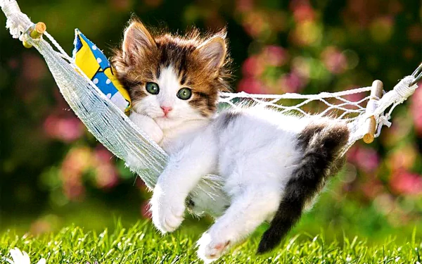 A cute kitten relaxes on a colorful hammock in a grassy area, making for an adorable HD wallpaper and background image.