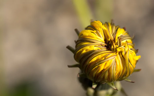 5K Ultra HD desktop wallpaper: close-up nature shot of a yellow dandelion flower bud beginning to unfurl, detailed petals and soft blurred background.