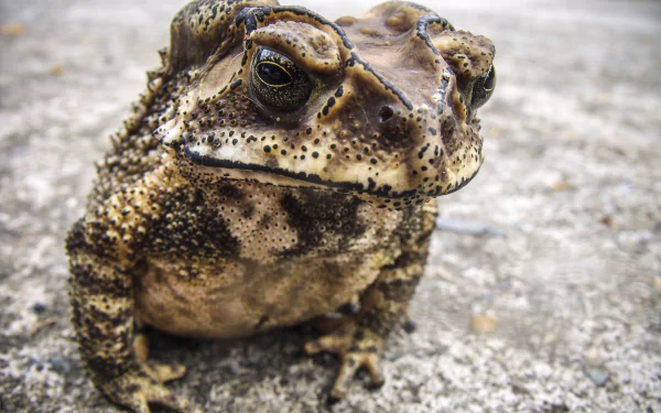 Animal toad HD Desktop Wallpaper | Background Image