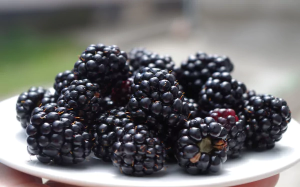 Close-up of ripe blackberries on a plate, glossy berry fruit with textured drupelets — 4K Ultra HD PC desktop wallpaper/background.