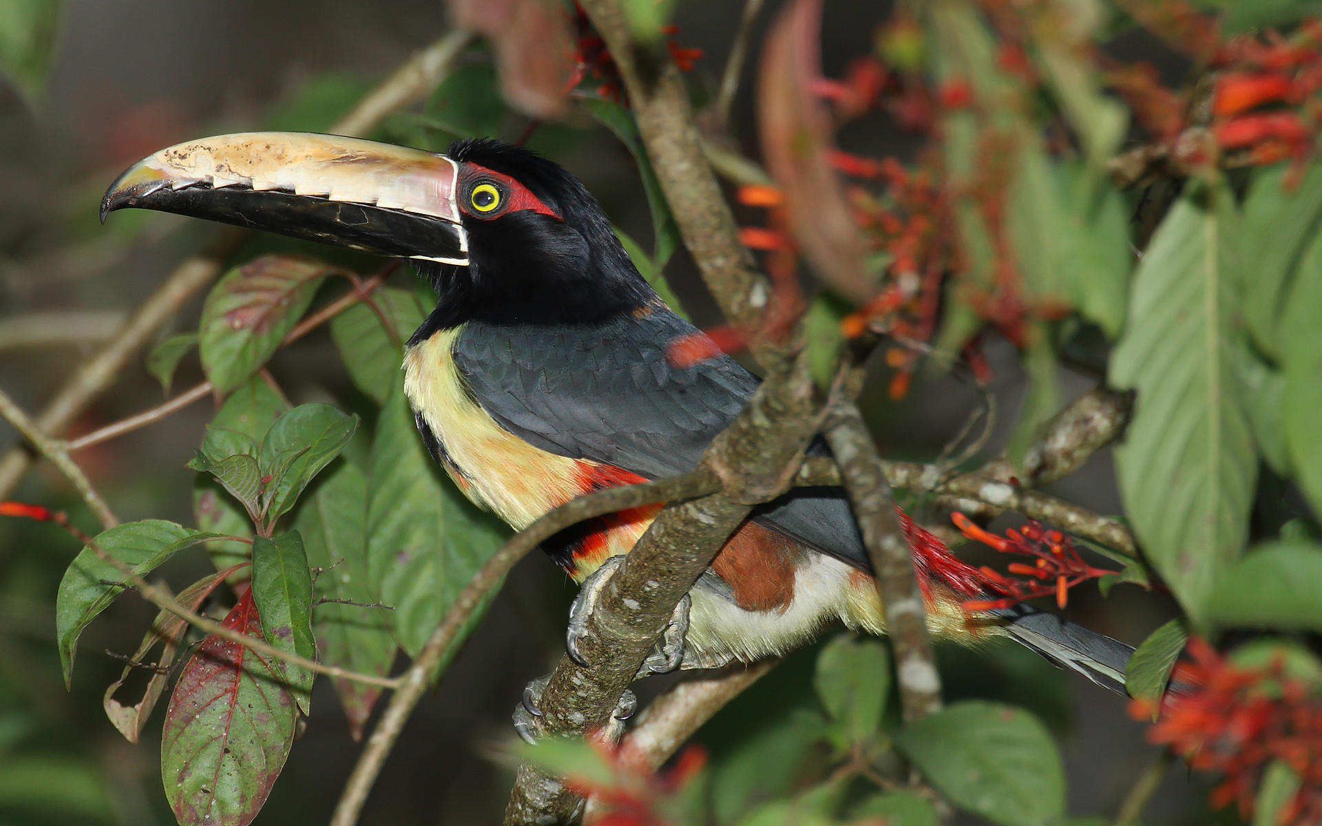 The Collared Aracari or Collared Araçari is a Toucan, a near-passerine bird by Mdf