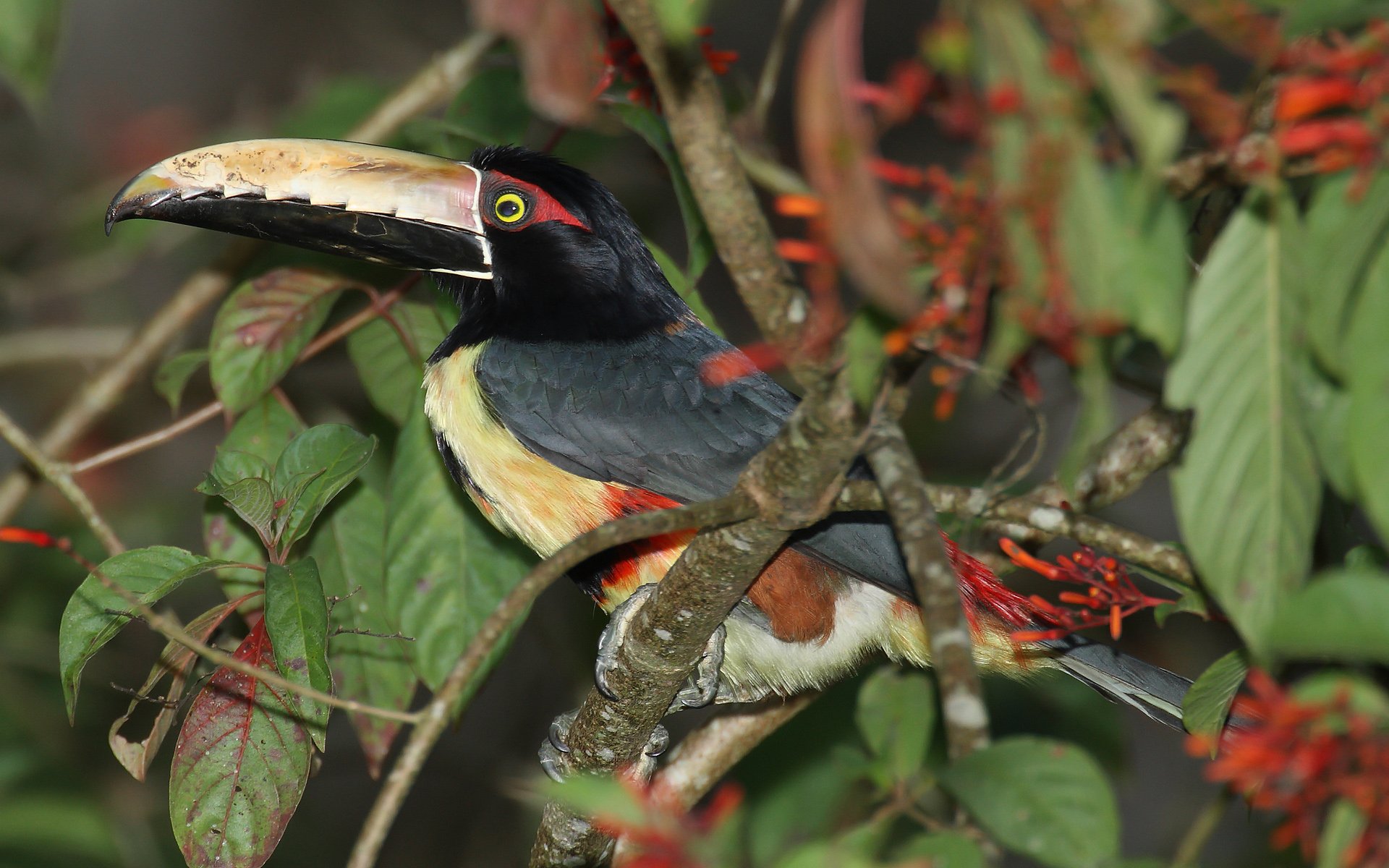 Download Collared Aracari Bird Animal Toucan HD Wallpaper by Mdf