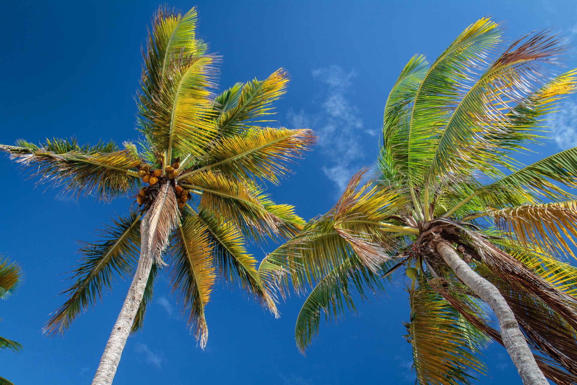 Download Tree Nature Tropical Sky Palm Tree HD Wallpaper