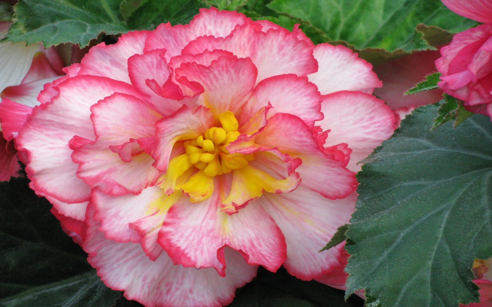 Download Pink Flower Nature Close-up Begonia Flower HD Wallpaper