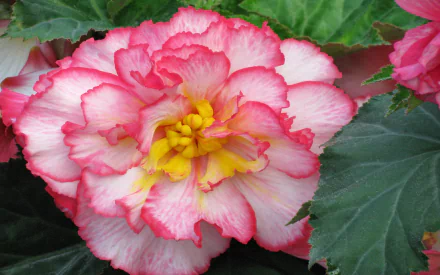  Pink Begonia