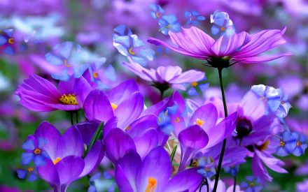 Close-up of vibrant purple crocus and cosmos flowers, showcasing artistic details and textures, creating a stunning HD PC desktop wallpaper and background.