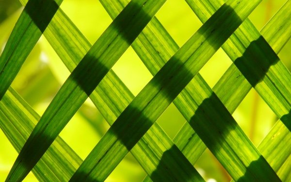 Nature Close Up Green Leaf Pattern Grass Sunny HD Wallpaper | Background Image