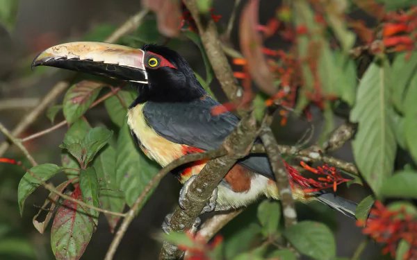  The Collared Aracari or Collared Araçari is a Toucan, a near-passerine bird by Mdf