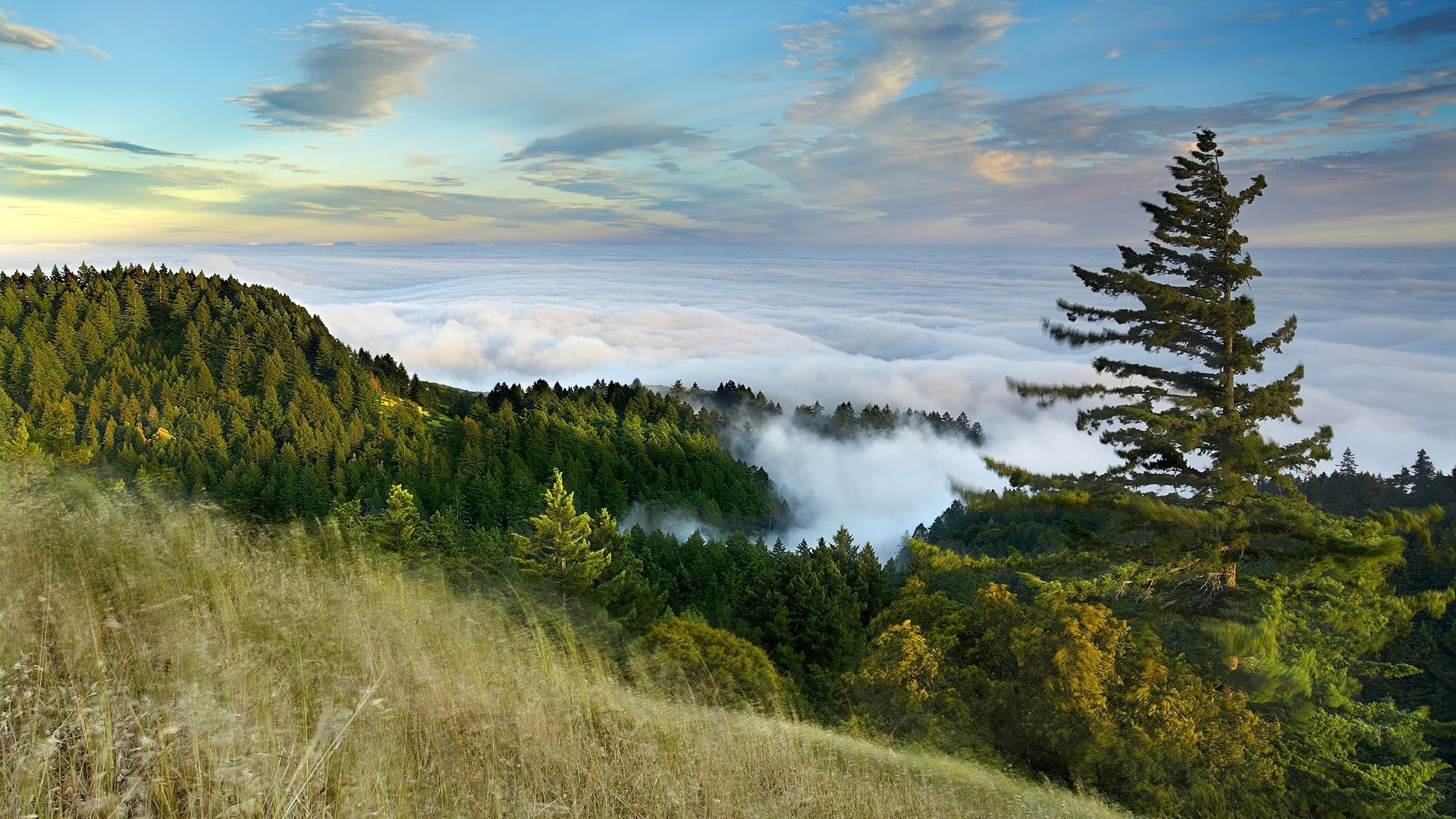 Download Sea Of Clouds Horizon Nature Forest Tree Mountain Cloud HD Wallpaper
