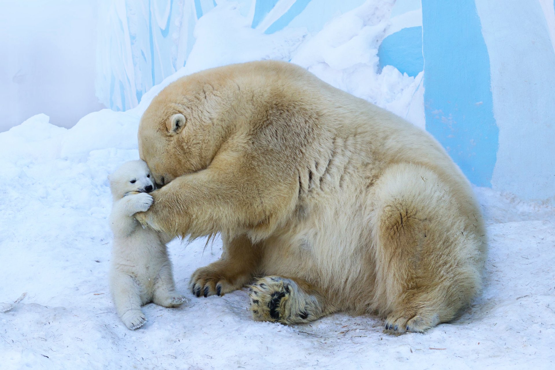 A heartwarming scene of a polar bear cub playfully interacting with its mother against a snowy background, captured in a high-definition image that showcases their adorable bond.