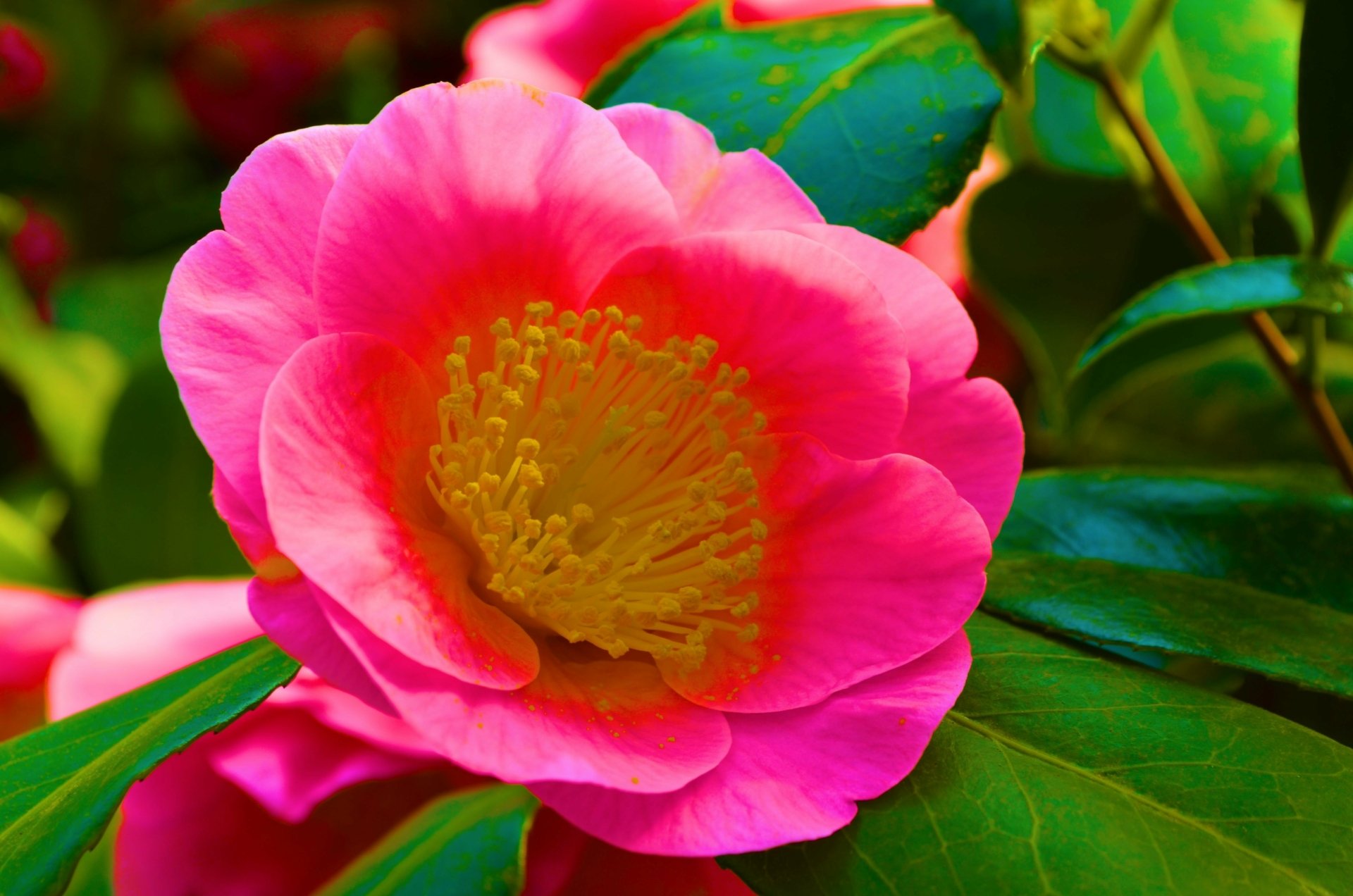 Close-up of a pink camellia with yellow stamens and glossy green leaves, a vibrant nature scene in 4K Ultra HD PC desktop wallpaper/background.