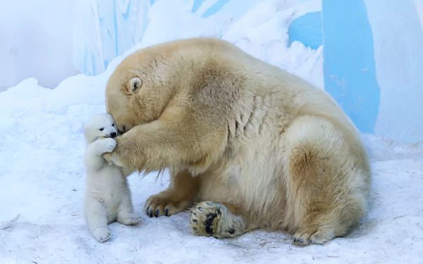A heartwarming scene of a polar bear cub playfully interacting with its mother against a snowy background, captured in a high-definition image that showcases their adorable bond.