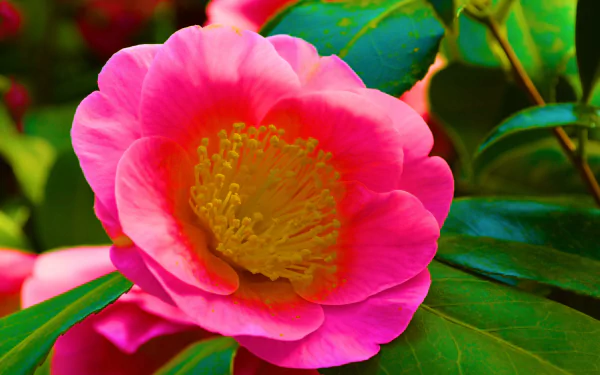Close-up of a pink camellia with yellow stamens and glossy green leaves, a vibrant nature scene in 4K Ultra HD PC desktop wallpaper/background.