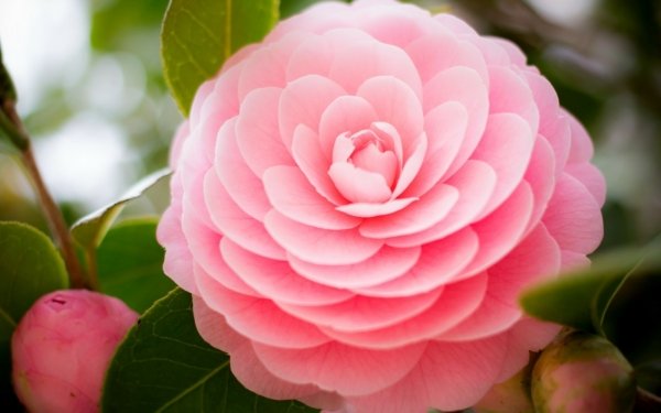 Earth Camellia Flowers Flower Nature Pink Flower Bud Bokeh HD Wallpaper | Background Image