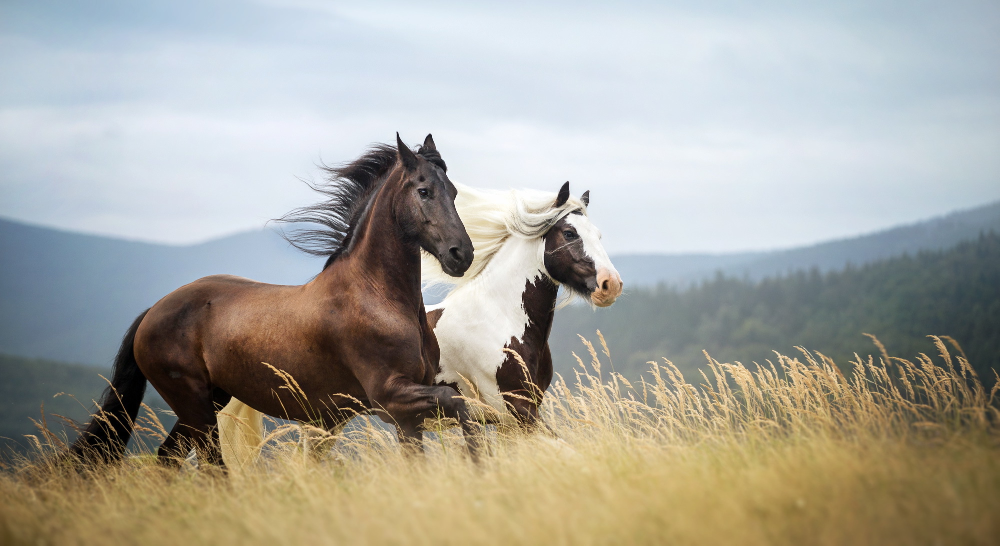Horses in the Pasture HD Wallpaper | Background Image | 1999x1092