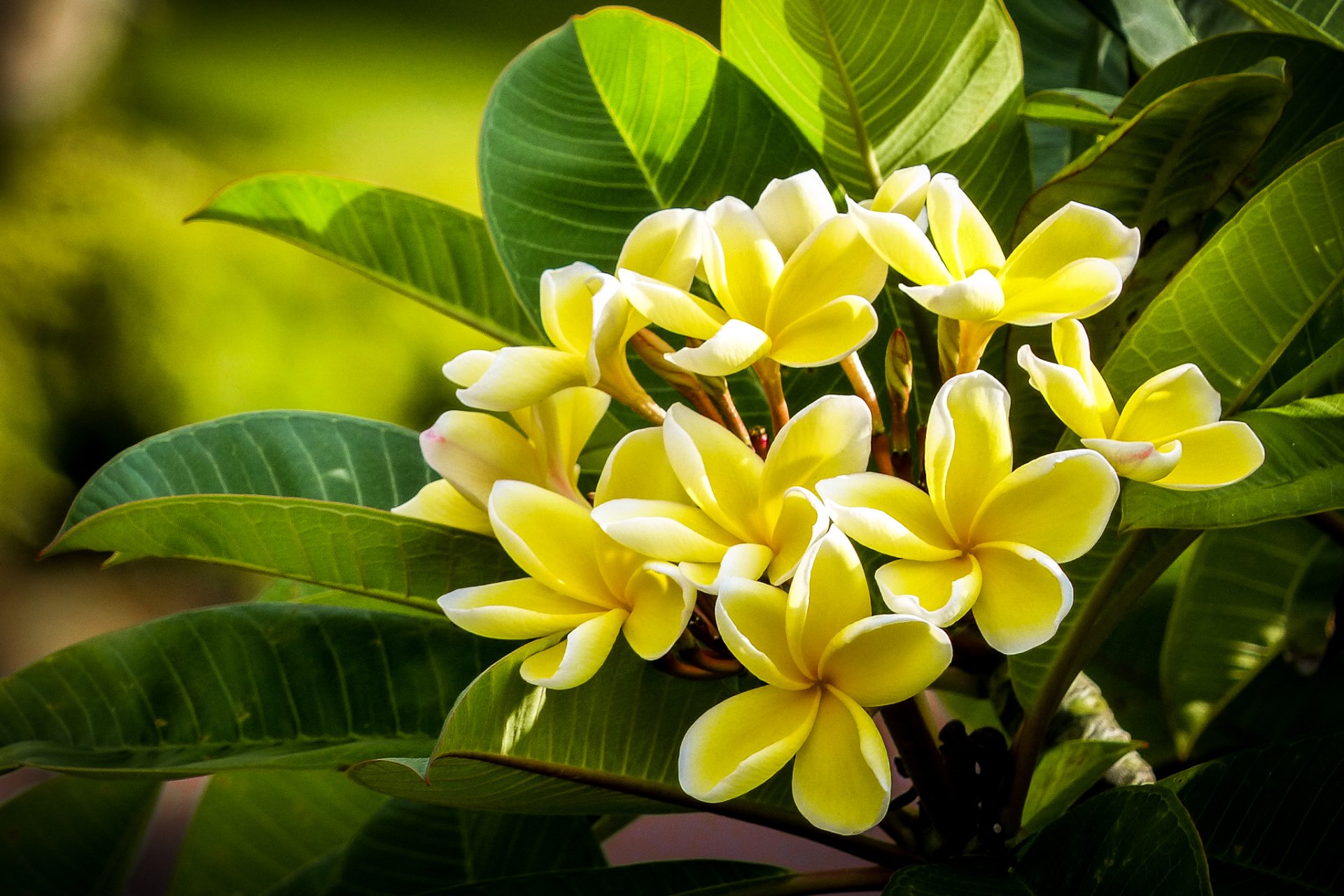 Download Yellow Flower Nature Close-up Green Leaf Plumeria Frangipani