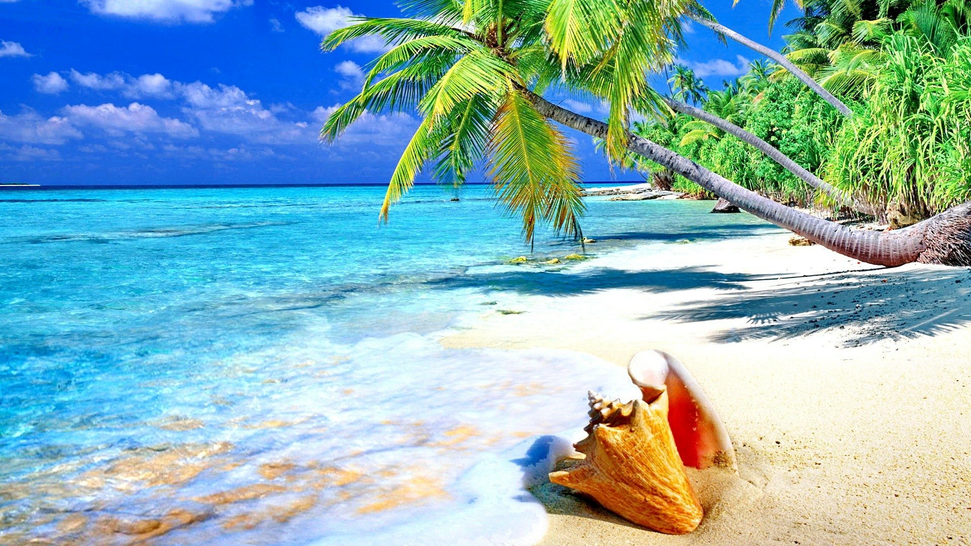 Seashell on Tropical Beach HD Wallpaper ...