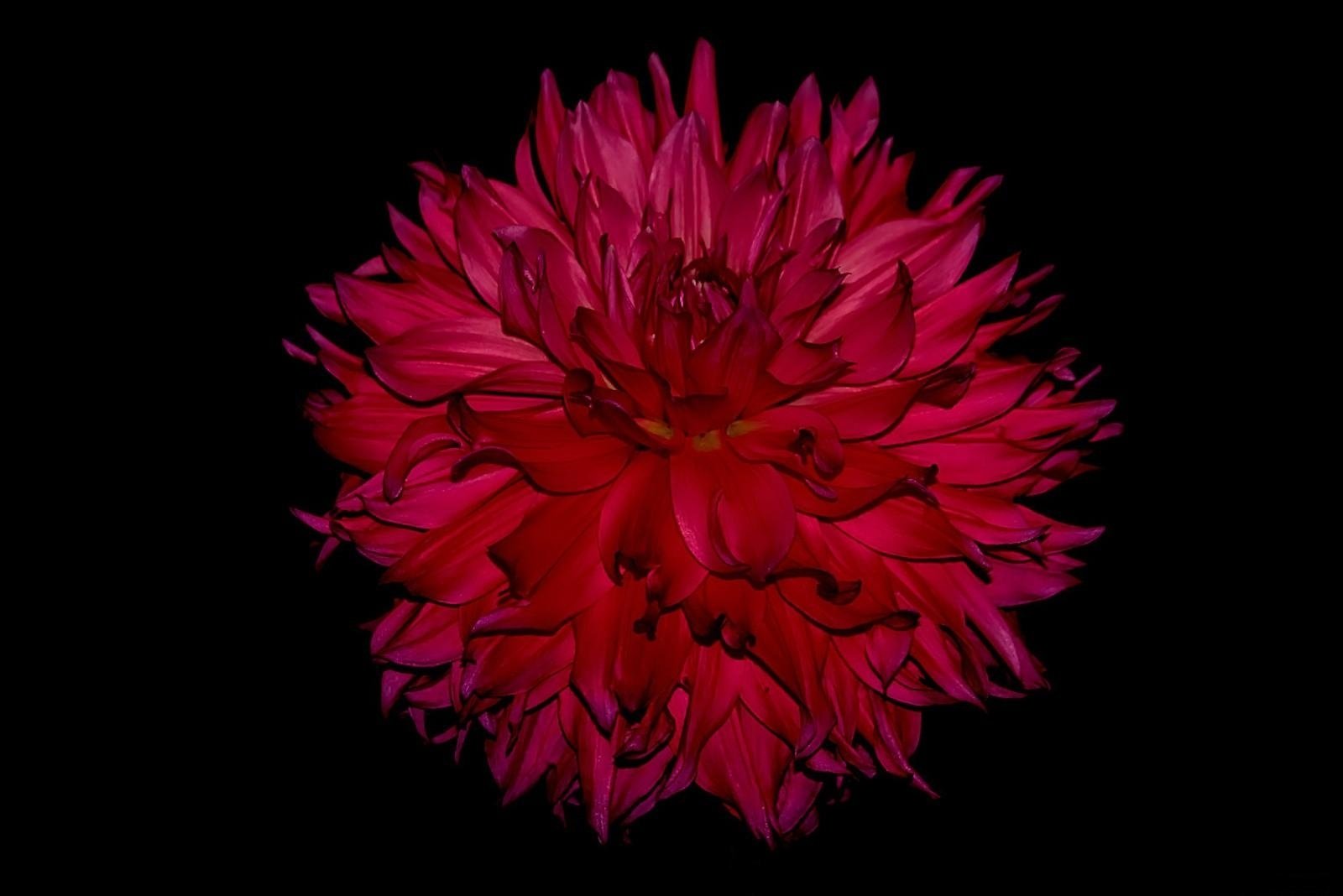 Red Dahlia