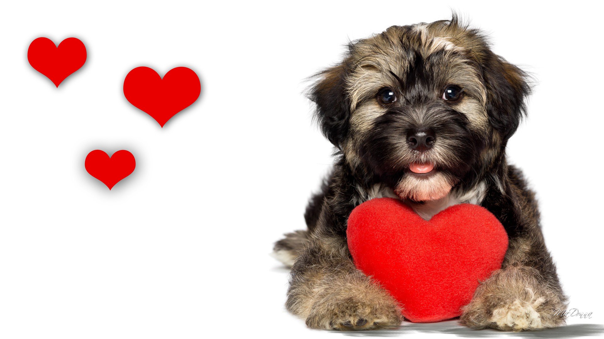 Puppy Love HD Wallpaper | Background Image | 1920x1080 ...