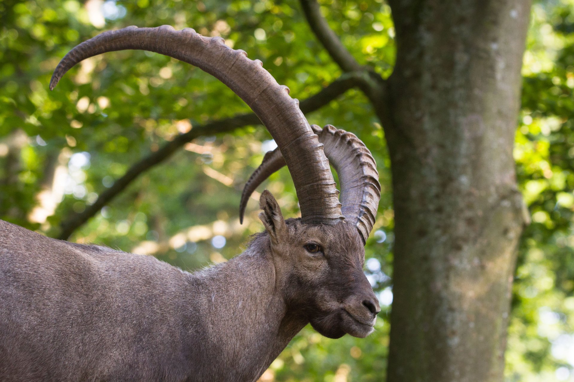 Close-up of an alpine ibex with curved horns standing in a lush green forest, captured in 4K Ultra HD as a PC desktop wallpaper and background.