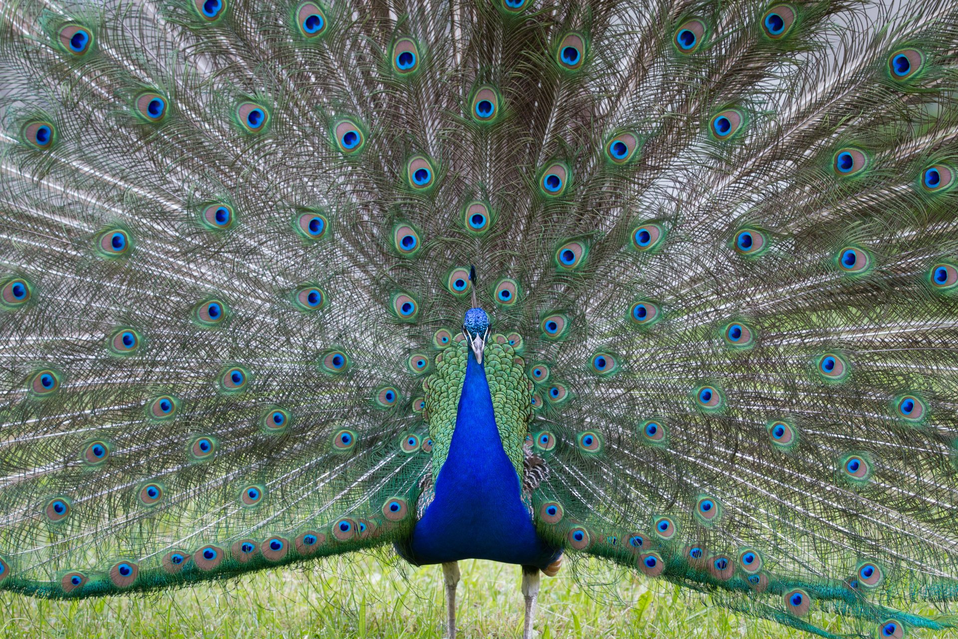 A vibrant peacock displays its colorful plumage, showcasing intricate patterns of blue and green feathers. This stunning image serves as an HD desktop wallpaper or background.