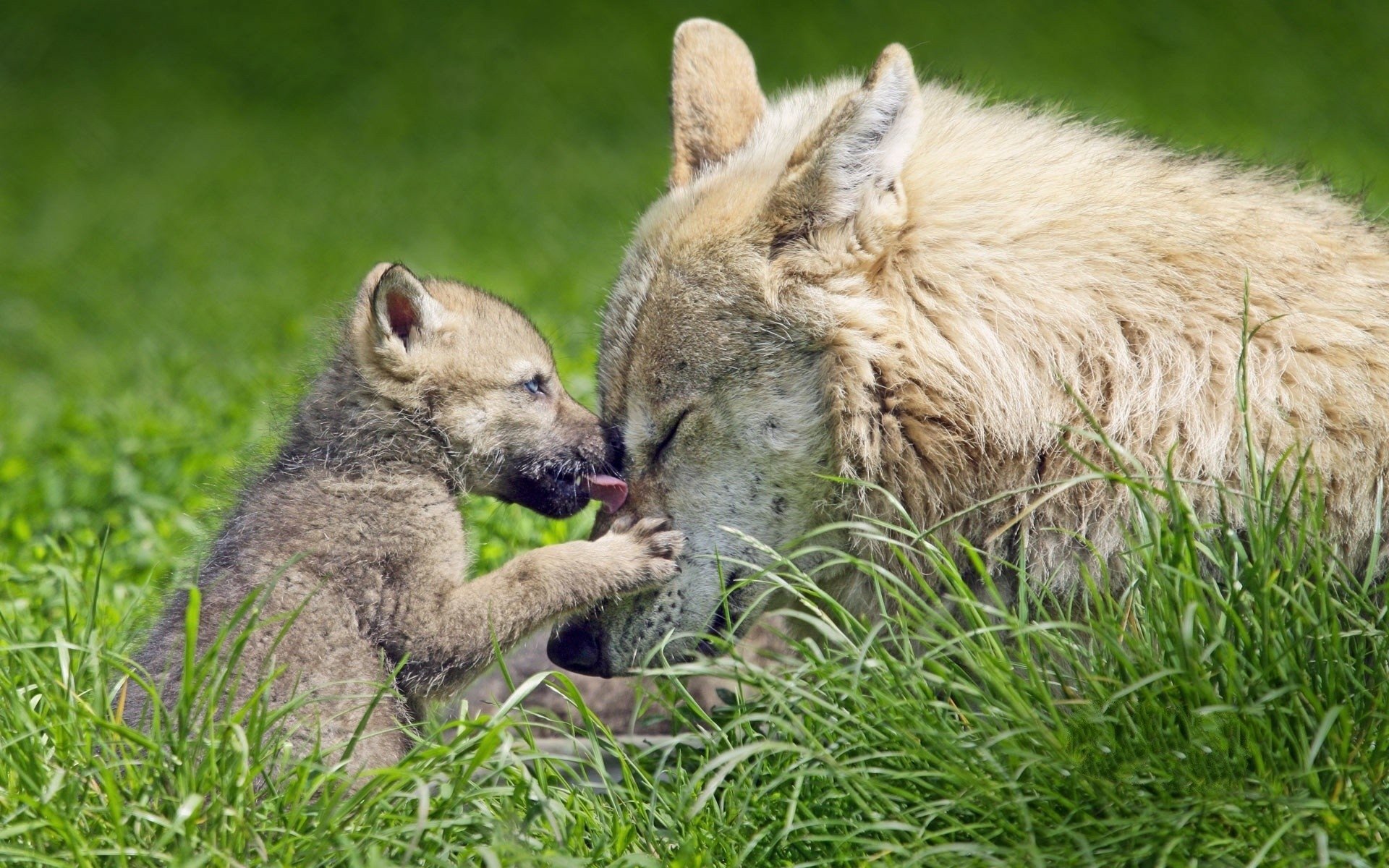 Download Grass Baby Animal Love Cub Mexican Gray Wolf Animal HD Wallpaper