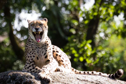 A cheetah resting on a rock with mouth open, set against a lush green bokeh background, captured in stunning 4K Ultra HD quality.