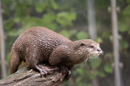  Dwarf otter by Cloudtail the Snow Leopard