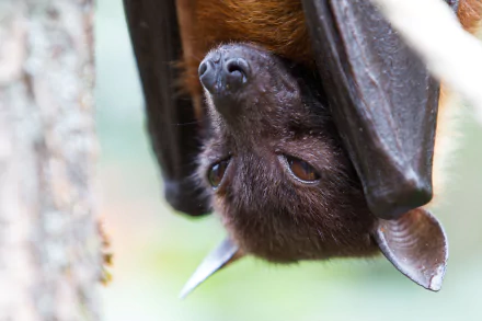 Animal bat HD Desktop Wallpaper | Background Image