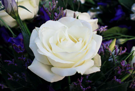 A close-up of a beautiful white rose surrounded by greenery and purple flowers, showcasing the elegance of nature in an HD desktop wallpaper.