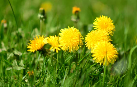 Bright yellow dandelion flowers bloom amid green grass with a soft bokeh background, captured in high definition for a vivid nature desktop wallpaper.