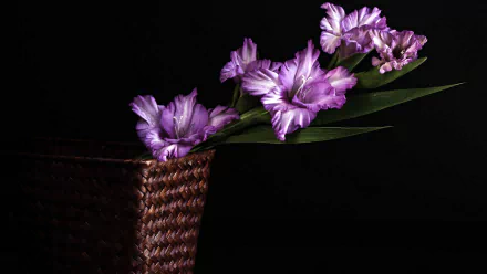 A striking display of purple gladiolus flowers elegantly arranged in a woven basket, set against a dark background, adding a touch of nature to any HD desktop wallpaper.