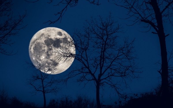 Nature Moon Sky Blue Tree Silhouette HD Wallpaper | Background Image