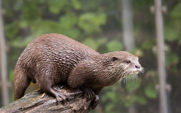4K Ultra HD PC desktop wallpaper of an otter (animal) perched on a wet log with blurred green foliage in the background.