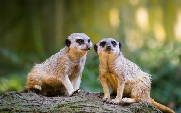 mongoose Animal meerkat HD Desktop Wallpaper | Background Image