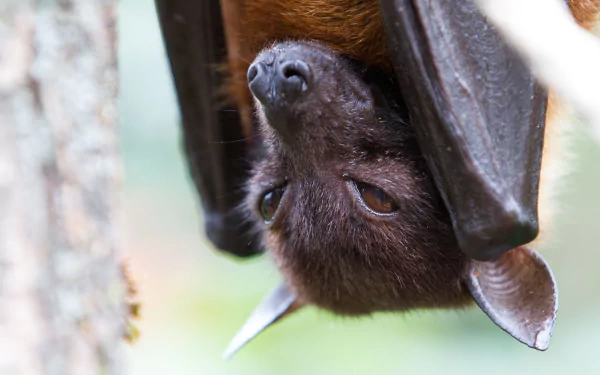 Animal bat HD Desktop Wallpaper | Background Image