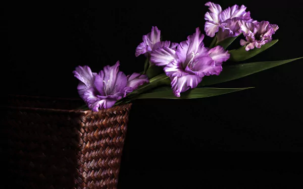 A striking display of purple gladiolus flowers elegantly arranged in a woven basket, set against a dark background, adding a touch of nature to any HD desktop wallpaper.