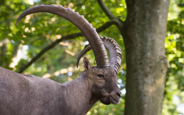 Animal alpine ibex HD Desktop Wallpaper | Background Image